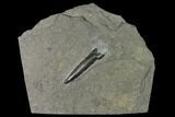Pyritized Fossil Belemnite (Acrocoelites?) - Germany #170719-1